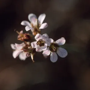 Jepsonia malvifolia, Pin