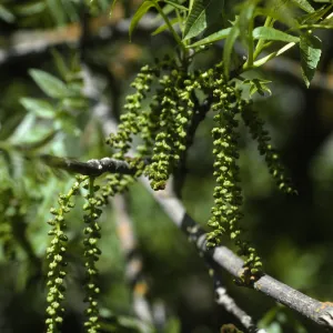 Juglans californica
