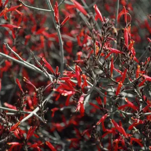 Justicia californica