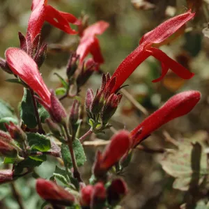 Keckiella cordifolia