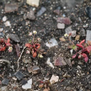 Lepidium oblongum