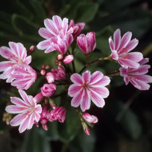 Lewisia cotyledon