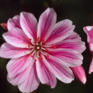 Lewisia cotyledon