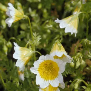 Limnanthes douglasii ssp. douglasii