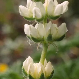 Lupinus microcarpus var. densiflorus