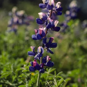 Lupinus succulentus