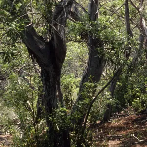 Lyonothamnus