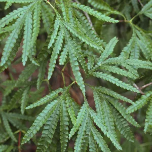 Lyonothamnus floribundus ssp. aspleniifolius
