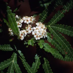 Lyonothamnus floribundus ssp. Aspleniifolius