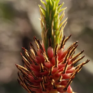Magnolia denudata