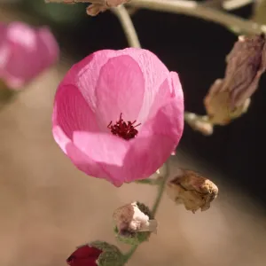 Malacothamnus fasciculatus var. nesioticus