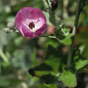 Malacothamnus fasciculatus var. nesioticus