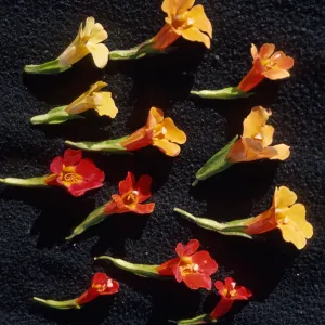 Mimulus hybrids