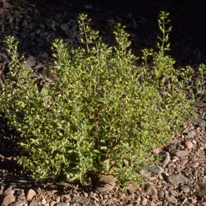 Mimulus pilosus