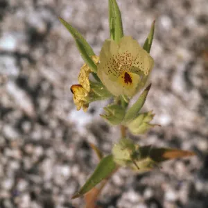 Mohavea confertiflora