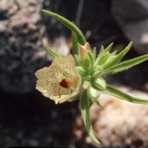 Mohavea confertiflora