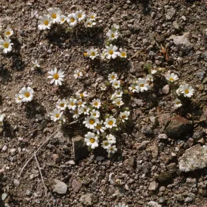 Monoptilon bellioides