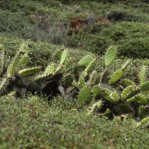 Opuntia littoralis
