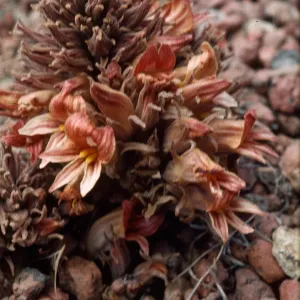 Orobanche californica ssp. feudgei