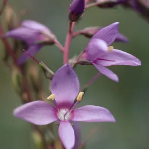 Parahebe perfoliata