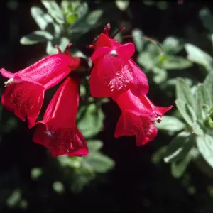 Penstemon newberryi