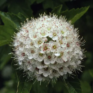 Physocarpus opulifolius