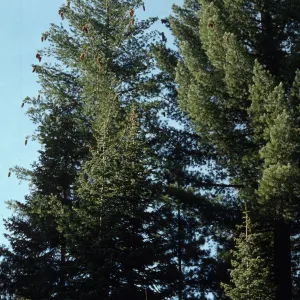 Pinus lambertiana