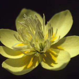 Platystemon californicus