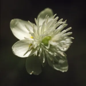 Platystemon californicus