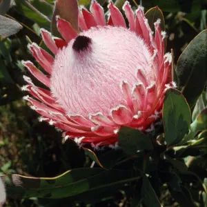 Protea