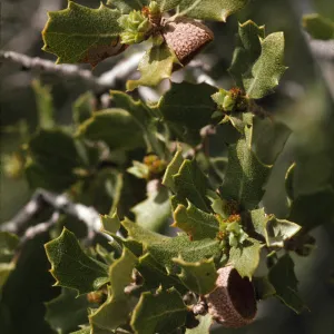 Quercus cornelius-mulleri
