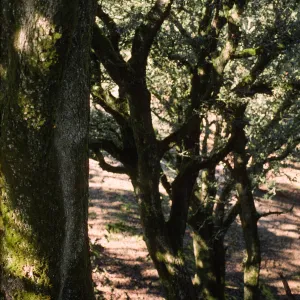 Quercus tomentella