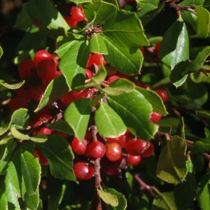 Rhamnus pirifolia