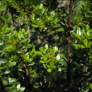 Rhamnus pirifolia