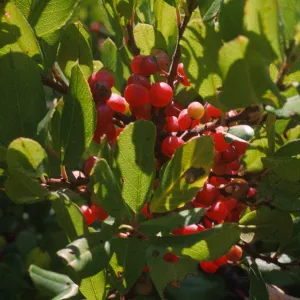 Rhamnus pirifolia