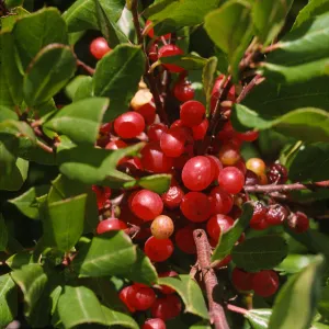 Rhamnus pirifolia