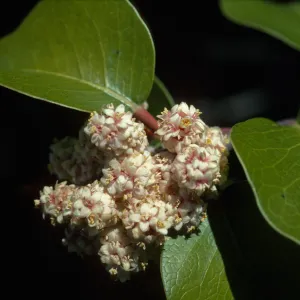 Rhus ovata
