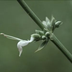 Salvia apiana(White Sage)