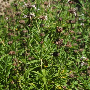 Salvia brandegeei (brandegee sage)