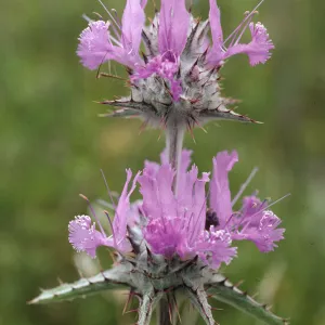 Salvia carduacea (Thistle sage)