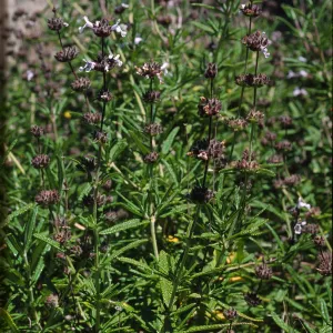 Salvia brandegeei