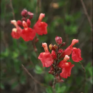 Salvia greggii (Sage)