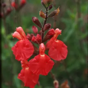 Salvia greggii (Sage)