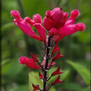 Salvia (sage) involucrata
