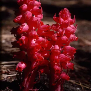 Sarcodes sanguinea