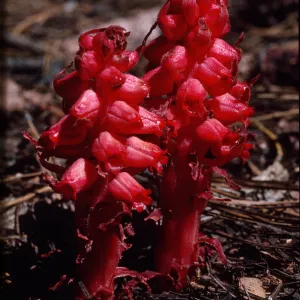 Sarcodes sanguinea