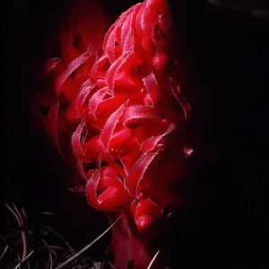 Sarcodes sanguinea