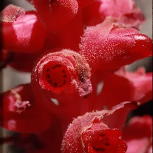 Sarcodes sanguinea