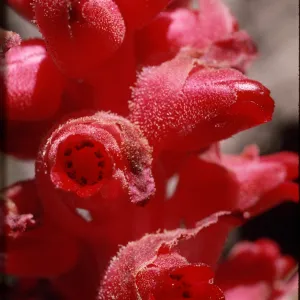 Sarcodes sanguinea