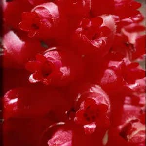 Sarcodes sanguinea